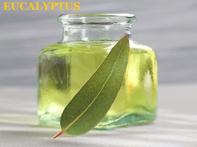 eucalyptus oil 1234