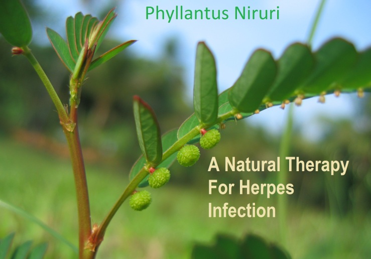 Phyllanthus niruri natural treatment