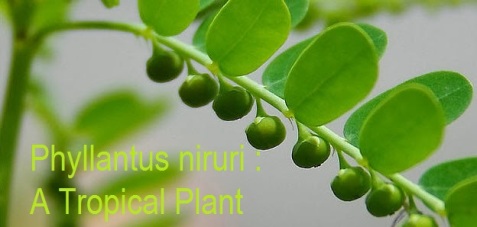 Phyllanthus-niruri